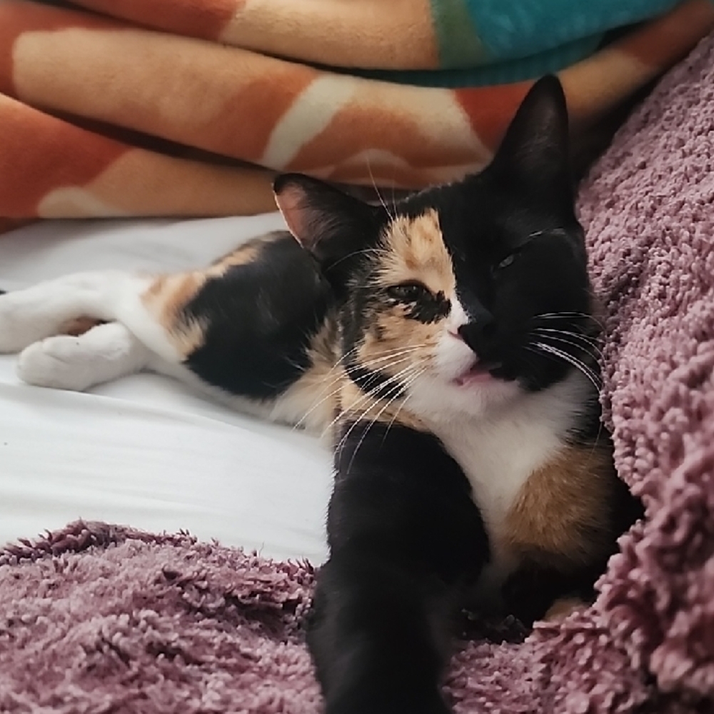 RIP Calico Cat